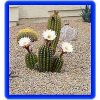 Pianta grassa echinopsis "luna di miele"