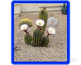 Pianta grassa echinopsis "luna di miele"