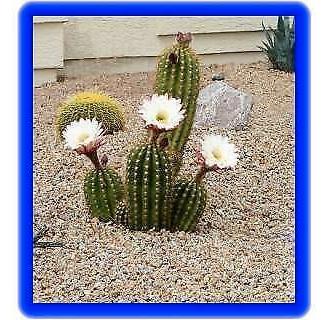 Pianta grassa echinopsis "luna di miele"