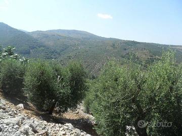 Uliveto