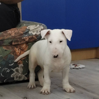 Bull terrier