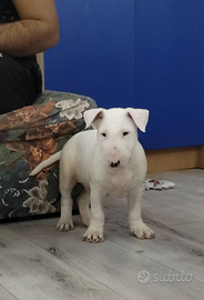 Bull terrier