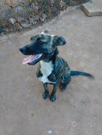 Dolcissima cucciolona