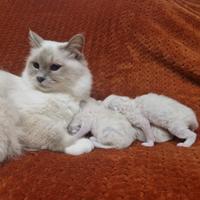 Sacri di birmania, dolcissimi cuccioli