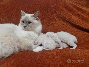Sacri di birmania, dolcissimi cuccioli