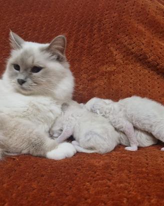 Sacri di birmania, dolcissimi cuccioli
