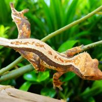 Baby geco Ciliatus femmina, teca, insetti