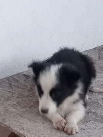 Cucciola di border collie