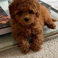 Cuccioli barboncino toy red