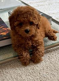 Cuccioli barboncino toy red