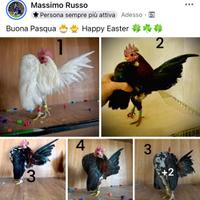 GALLINA TOY ORNAMENTALE SERAMA MALESI MAX Passion
