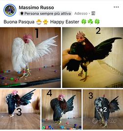 GALLINA TOY ORNAMENTALE SERAMA MALESI MAX Passion