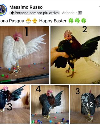 GALLINA TOY ORNAMENTALE SERAMA MALESI MAX Passion