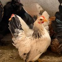 Coppie gallinelle nane
