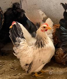 Coppie gallinelle nane