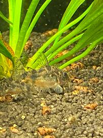 CORYDORAS PALEATUS 3 e 4 mesi