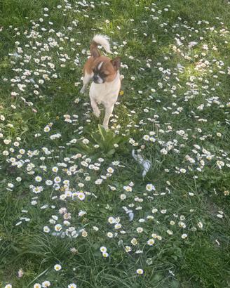 Chihuahua