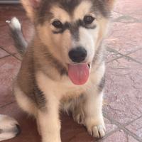 Cucciola husky