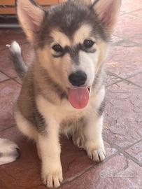Cucciola husky