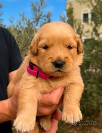 Cuccioli Golden Retriever Americano