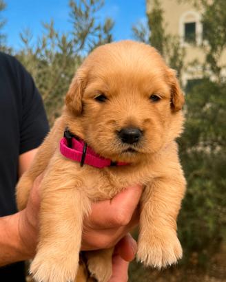 Cuccioli Golden Retriever Americano