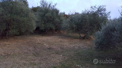 Oliveti a Monticello Amiata