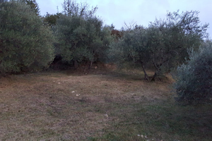 Oliveti a Monticello Amiata