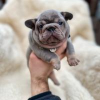 Cucciola bulldog francese