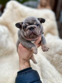 Cucciola bulldog francese