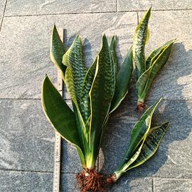 Sanseveria 