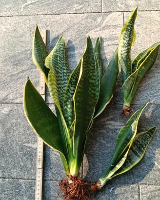 Sanseveria 