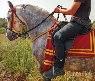 Cavallo andaluso