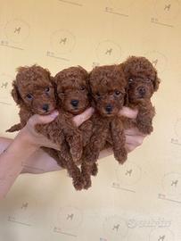 Barboncini con pedigree enci