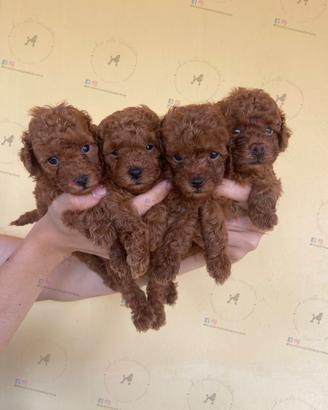 Barboncini con pedigree enci