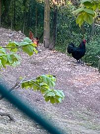 Australorp