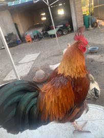 Galli al pascolo