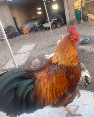 Galli al pascolo