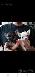 Chihuahua mini toy