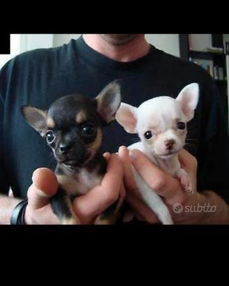Chihuahua mini toy