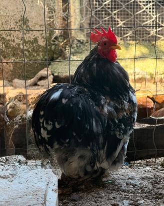 Gallo cocincina nano