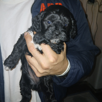 Cuccioli di shih-poo femmine