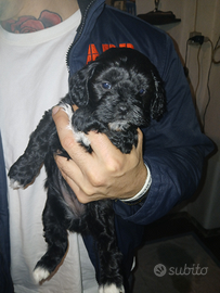 Cuccioli di shih-poo femmine