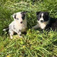 Cucciola blue merlie Border collie 70 giorni