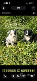 Cucciola blue merlie Border collie 70 giorni