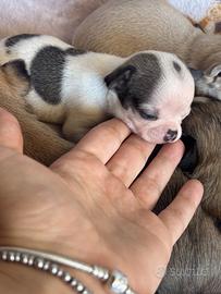 Cuccioli chihuahua maschietti