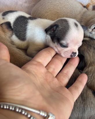 Cuccioli chihuahua maschietti