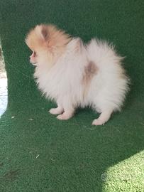 Spitz Nani o volpino della Pomerania cuccioli