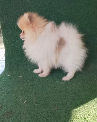 Spitz Nani o volpino della Pomerania cuccioli