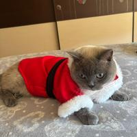 Maschio Scottish straight per monta