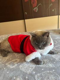 Maschio Scottish straight per monta